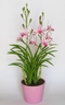 Cymbidium Orchid [ref. 108]