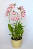 Dendrobium Orchid [ref. 206]