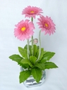 Gerbera [ref. 218]