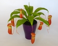 Nepenthes