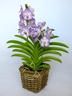 Orchidée Vanda [ref. 207]