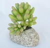 Sedum Rubrotinctum [ref. 230]