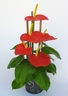 Anthurium [ref. 181]