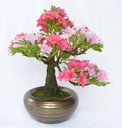 Bonsai "Azalée"