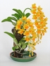 Dendrobium Aggregatum Orchids [ref. 85]