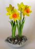 Jonquilles [ref. 129]