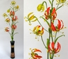 Gloriosa Lily [ref. 173]