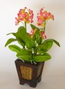 Orchidées Cattleya  [ref. 240]