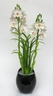 Orchidée Cymbidium [ref. 141]