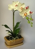 Orchidée Phalænopsis blanche [ref. 75]
