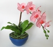 Pink Phalænopsis Orchid [ref. 80]