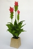 Siam Tulip [ref. 183]