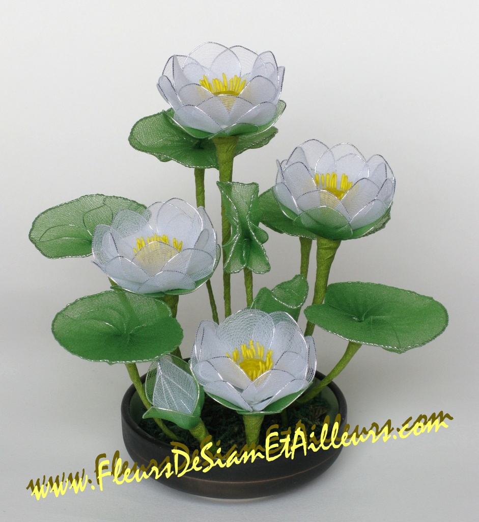 Lotus blancs
