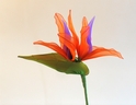 Bird of Paradise [ref. 48]