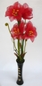 Amaryllis [ref. 187]