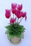 Cyclamen [ref. 149]