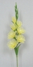 Gladiola [ref. 45]