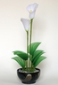 Ikebana avec Arums blancs [ref. 113]