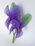2 big Iris [ref. 70]