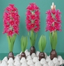 Fuchsia Hyacinths [ref. 68]