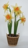 Daffodils [ref. 24]