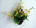 Orchidée Oncidium [ref. 41]