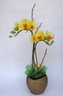 Phalænopsis Orchid [ref. 145]