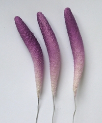 Anthurium, purple