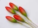 Lily Bud S, Red