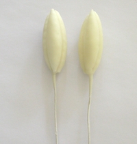 Lily Bud L, White