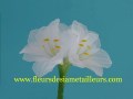 Fabrication d'un amaryllis en collant Amaryllis