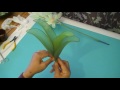Fabrication d'une orchidée cymbidium en collant Orchidée cymbidium